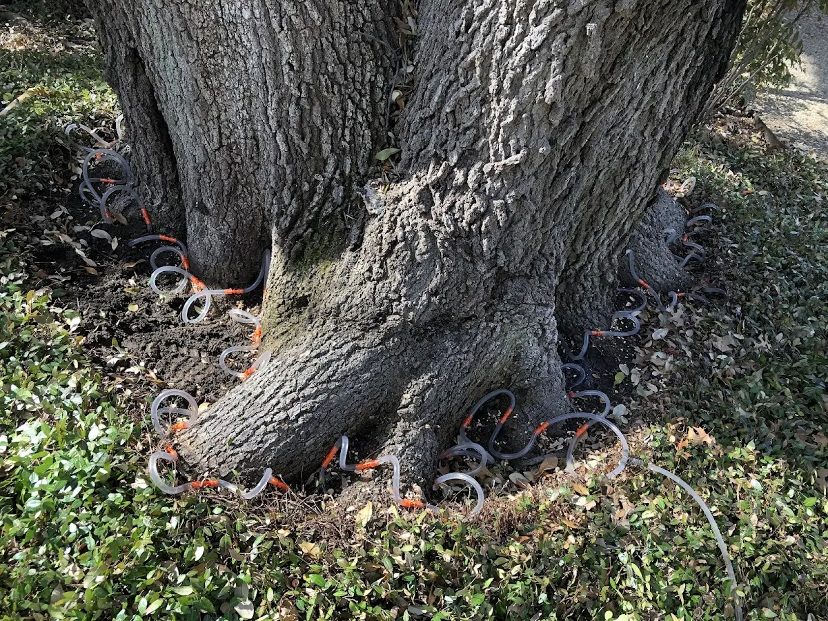 Detailed Tree Cabling and Bracing job site in Blakely Island
