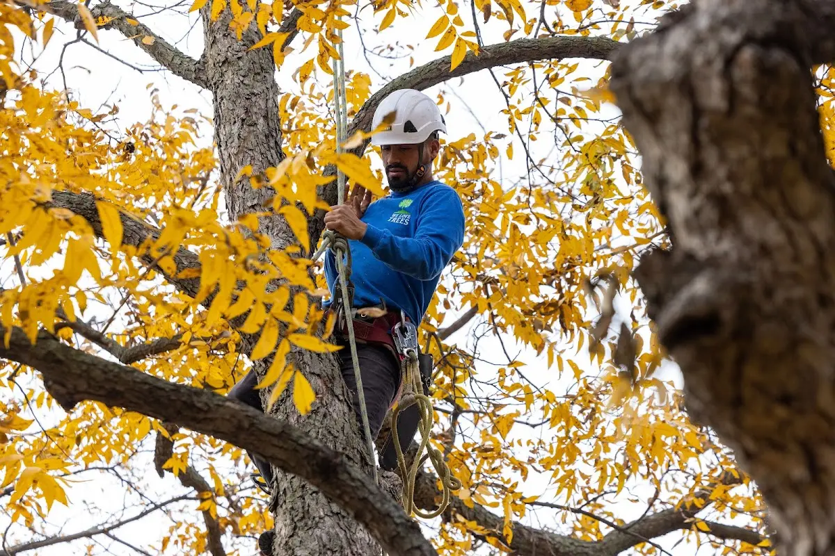 Skilled Tree Planing crew working in Blakely Island