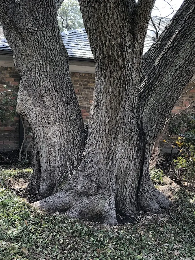 Mature heritage tree close to a Blakely Island property cared for by certified arborists